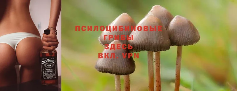 Галлюциногенные грибы Cubensis Богородицк